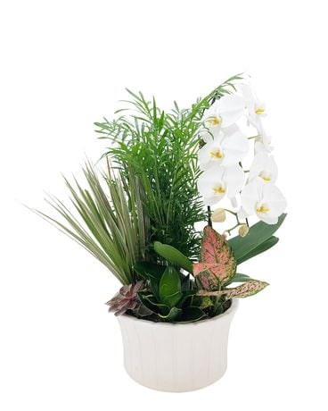 Contemporary Orchid Garden Dish Garden Plant