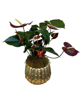 Anthurium Plant