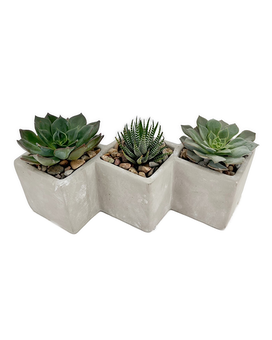 Succulent squares Plant