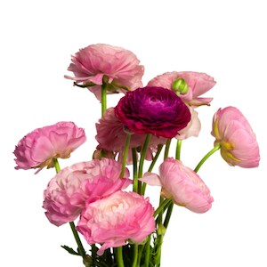 Anemones