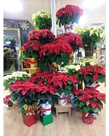Christmas Poinsettia 6 Plant