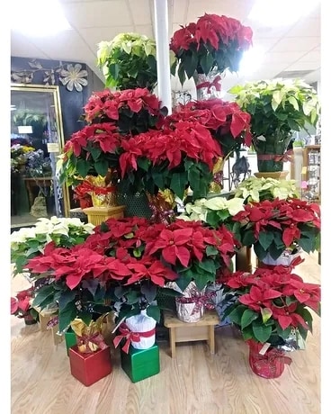 Christmas Poinsettia 10 Flower Arrangement