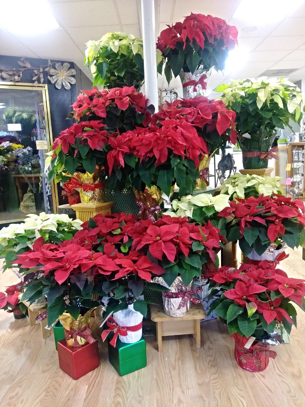 Christmas Poinsettias in Laurel MD - Rainbow Florist & Delectables