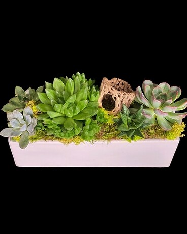 Succulent Hedge In Boston Ma Stapleton Floral