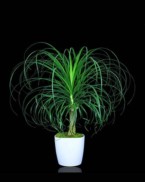 peace lily pot Peace Lily