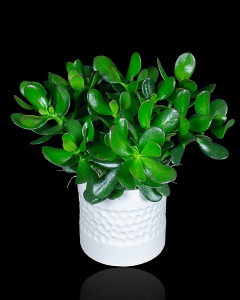 plant haworthia succulent Succulent Gasteria Durban
