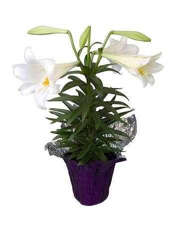 Easter Lily Plant