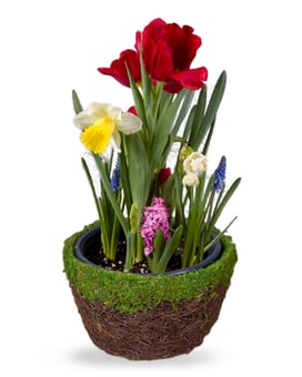 Standard size,  inches height and  inches wide.