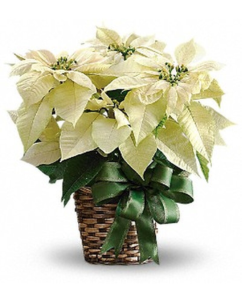 White Poinsettia in Prior Lake MN Stems & Vines Floral Boutique