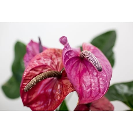 Anthurium Plant in Duluth MN - Engwall Florist & Gifts