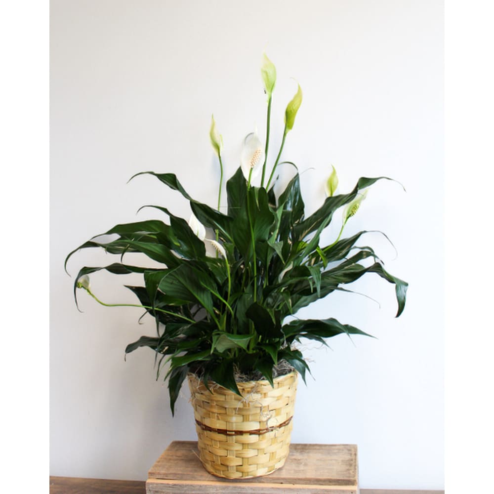 Spathiphyllum in Duluth MN - Engwall Florist & Gifts