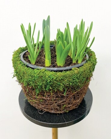 Bulb Garden Plant