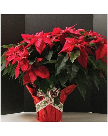 Poinsettias Plant