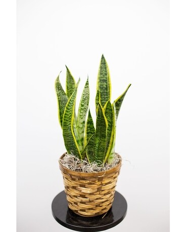 Sansevieria Plant