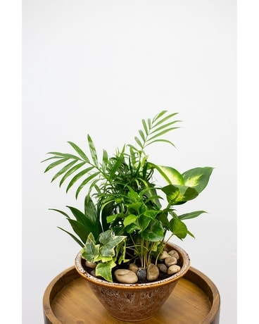 Classic Dish Garden Dish Garden Plant