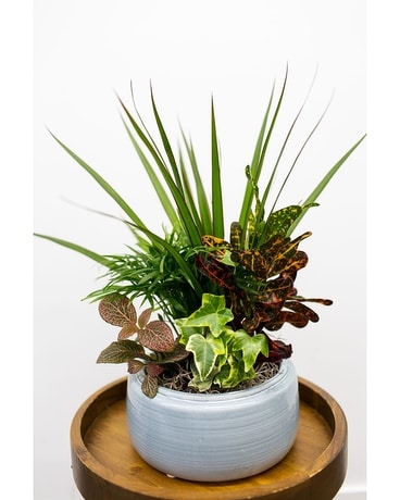 Luxe Dish Garden Dish Garden Plant