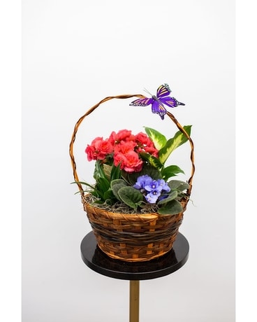 Petite European Garden Dish Garden Plant