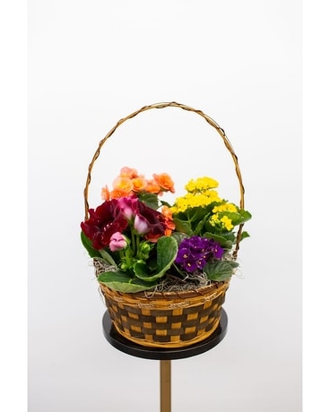 Classic European Garden Dish Garden Plant