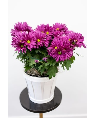 Blooming Plant Plant