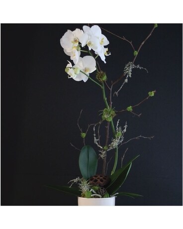 Phalaenopsis Orchid Flower Arrangement