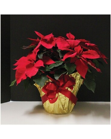 Table Top Poinsettia Plant