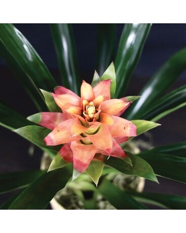 Bromeliad Plant