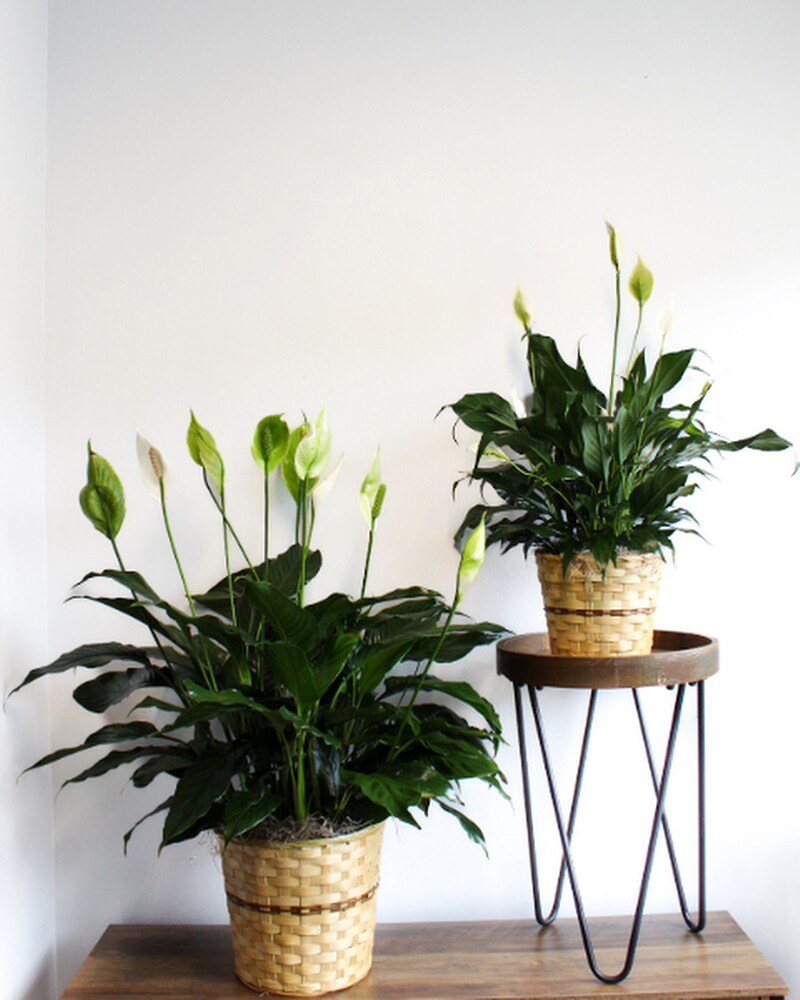 Spathiphyllum in Duluth MN - Engwall Florist & Gifts