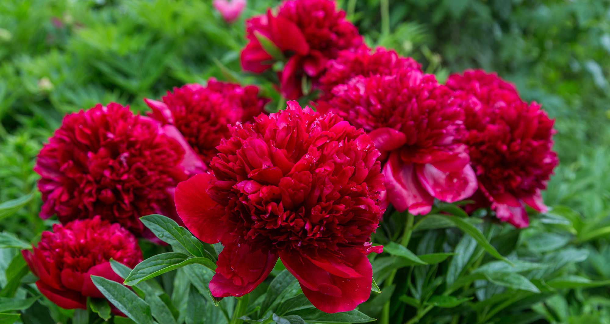 Penny Flowers Glenside Pa 19038 Best Flower Site