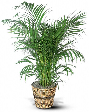 Areca Palm