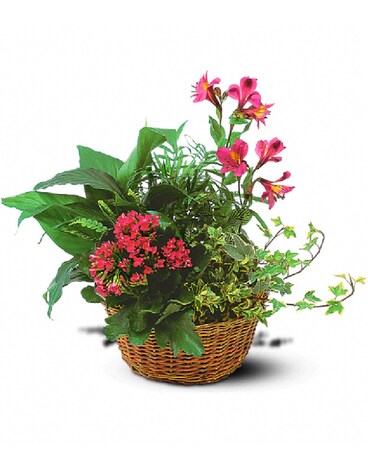 Dish Garden with Blooming Plants