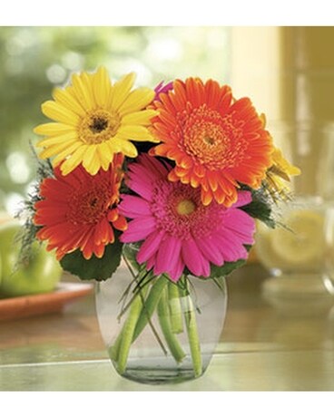 Fiesta Gerbera Vase