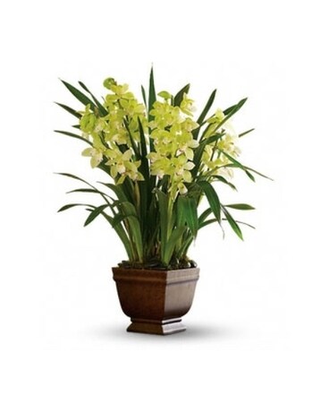 Splendid Orchids