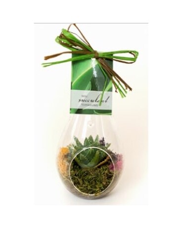 Teardrop Hanging Terrarium