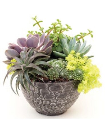 Succulent Bowl