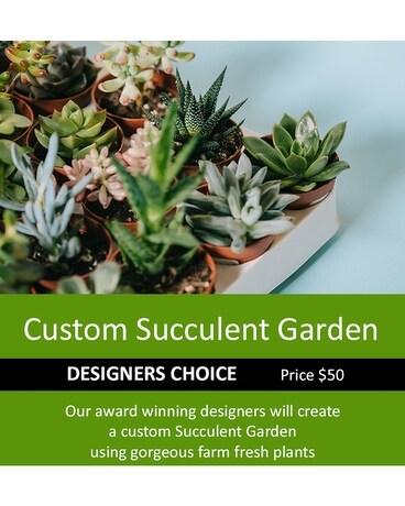 Custom Succulent Garden Designer's Choice - 50 Plant
