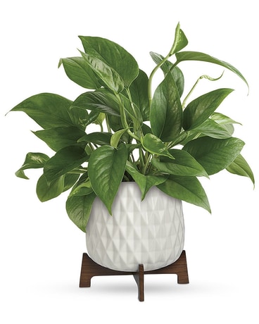 Lush Leaves Pothos Plant Plant
