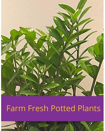 Plant Subscription Flowers