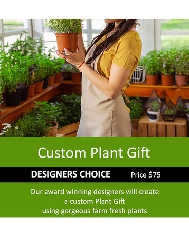 Custom Plant Gift Designer's Choice - 75 Flower Arrangement