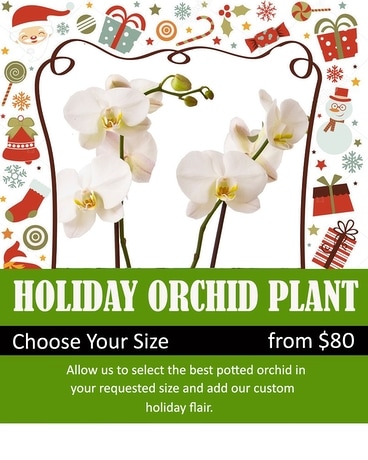 Holiday Orchid Plant Plant