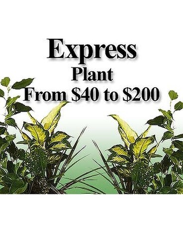 Express Plant Flower Arrangement