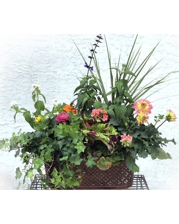 Cheltenham Gardens Dish Garden Plant