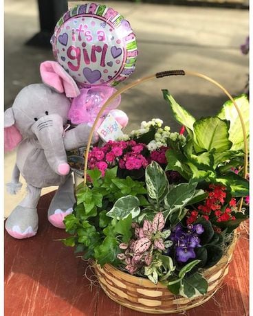 Baby Girl Blooming Plant Bundle Plant