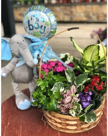 Baby Boy Blooming Basket Bundle Plant
