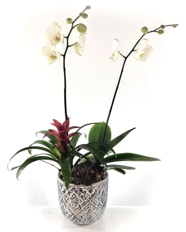 Exotic Orchid Flowering Basket Dish Garden Plant