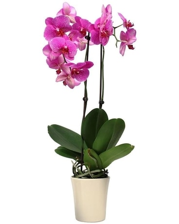 Double Spike Orchid Plant Plant