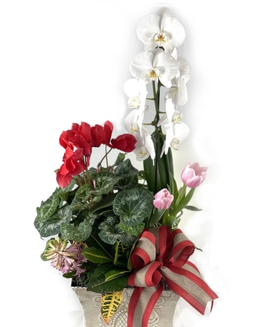 Premium Orchid Mixed Garden Plant