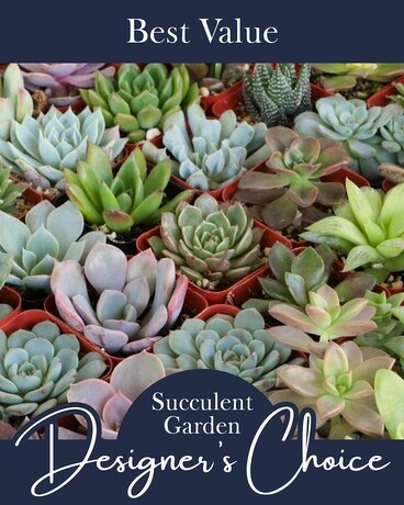 Succulents & Dish Gardens Philadelphia | Same-Day Flower Delivery | Penny's  by Plaza Flowers