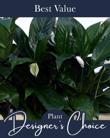Custom Plant Gift Designer's Choice - 50 Flower Arrangement