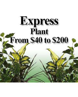 Express Plant Flower Arrangement
