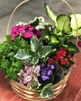 Flowering Plant Basket delivered in Philadelphia- Penny's By Plaza